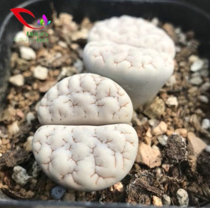 生石花系列