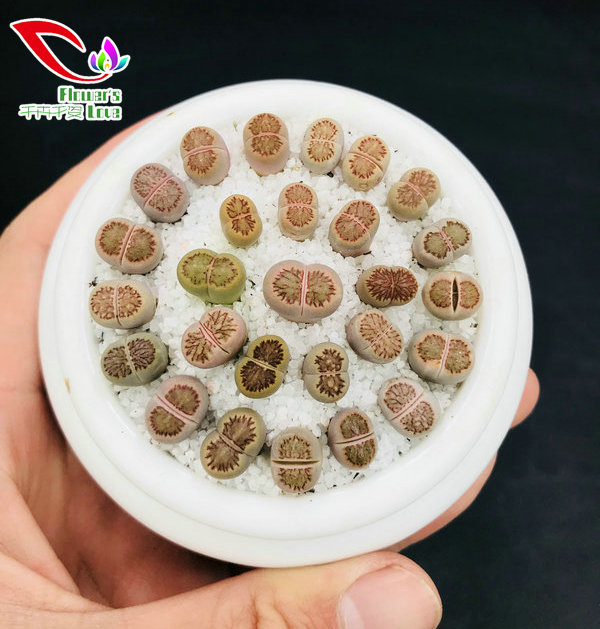 番杏科生石花