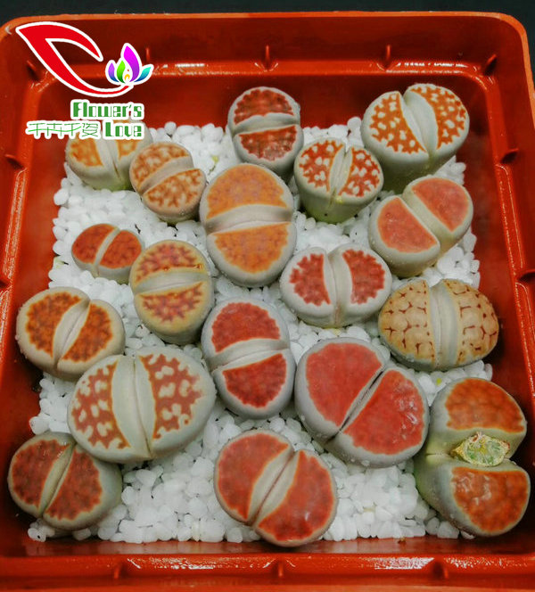 番杏科生石花