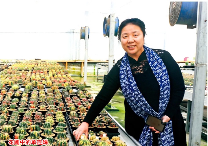 千卉千姿单连娟潜心多肉育种20年