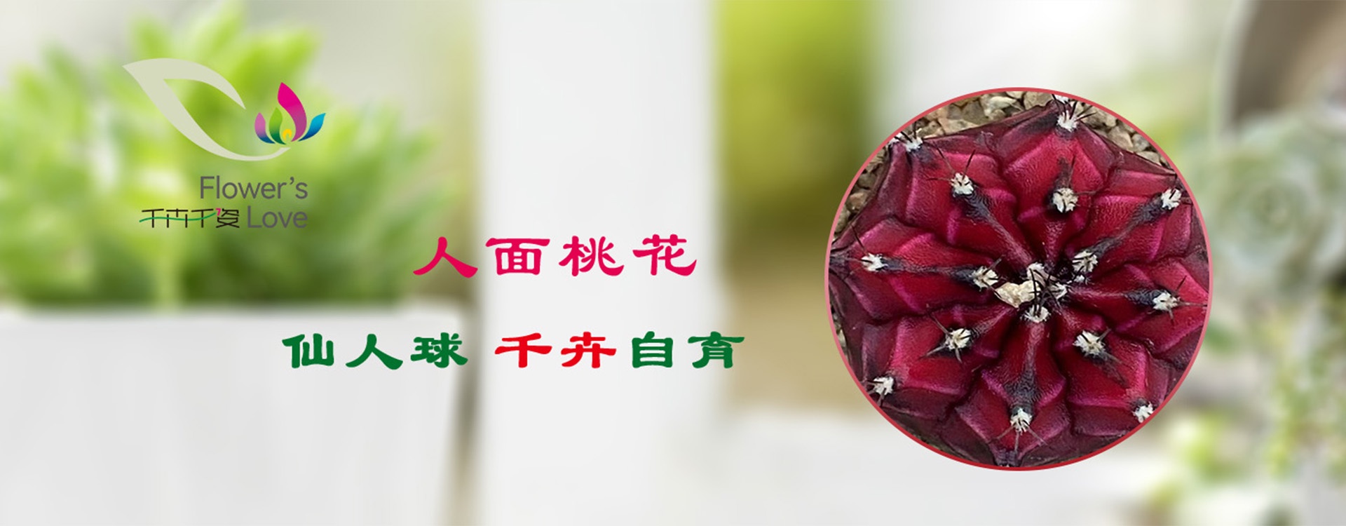 banner人面桃花