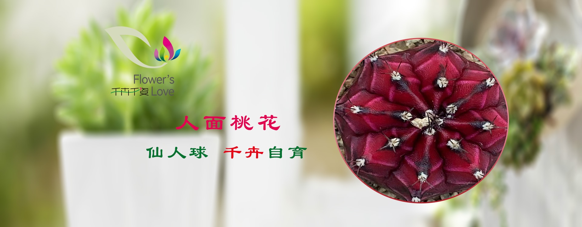 人面桃花2026