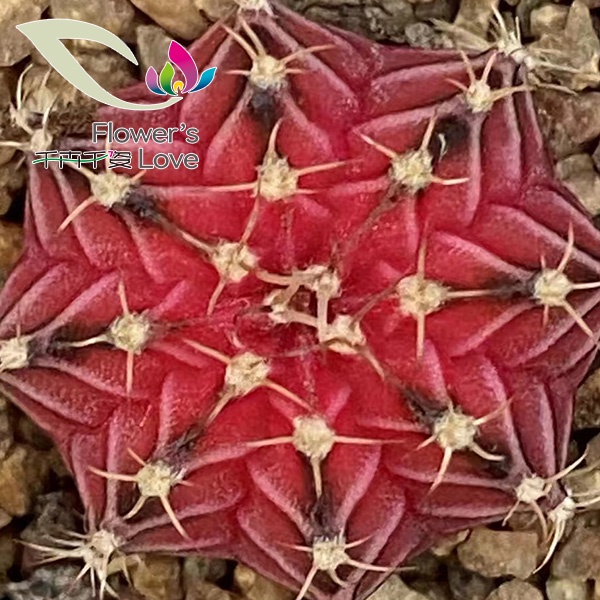 仙人球千卉自育杏花春雨