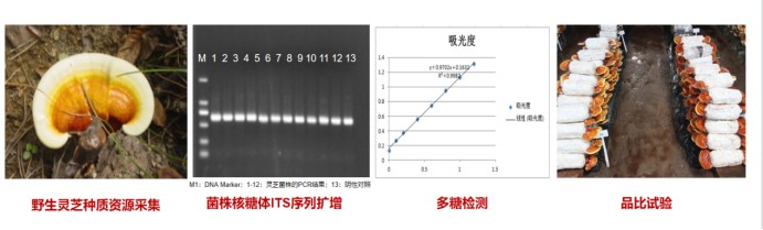 1785199756940529709482422272.png 卓越品质 全球共享:芝人堂灵芝孢子油软胶囊通过香港STC认证