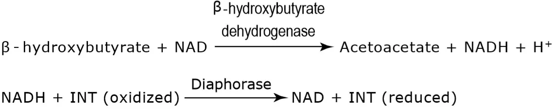 乐森供应b羟基丁酸钙bhb钙盐bhb镁盐bhb钠盐价格厂家 西安乐森生物科技有限公司