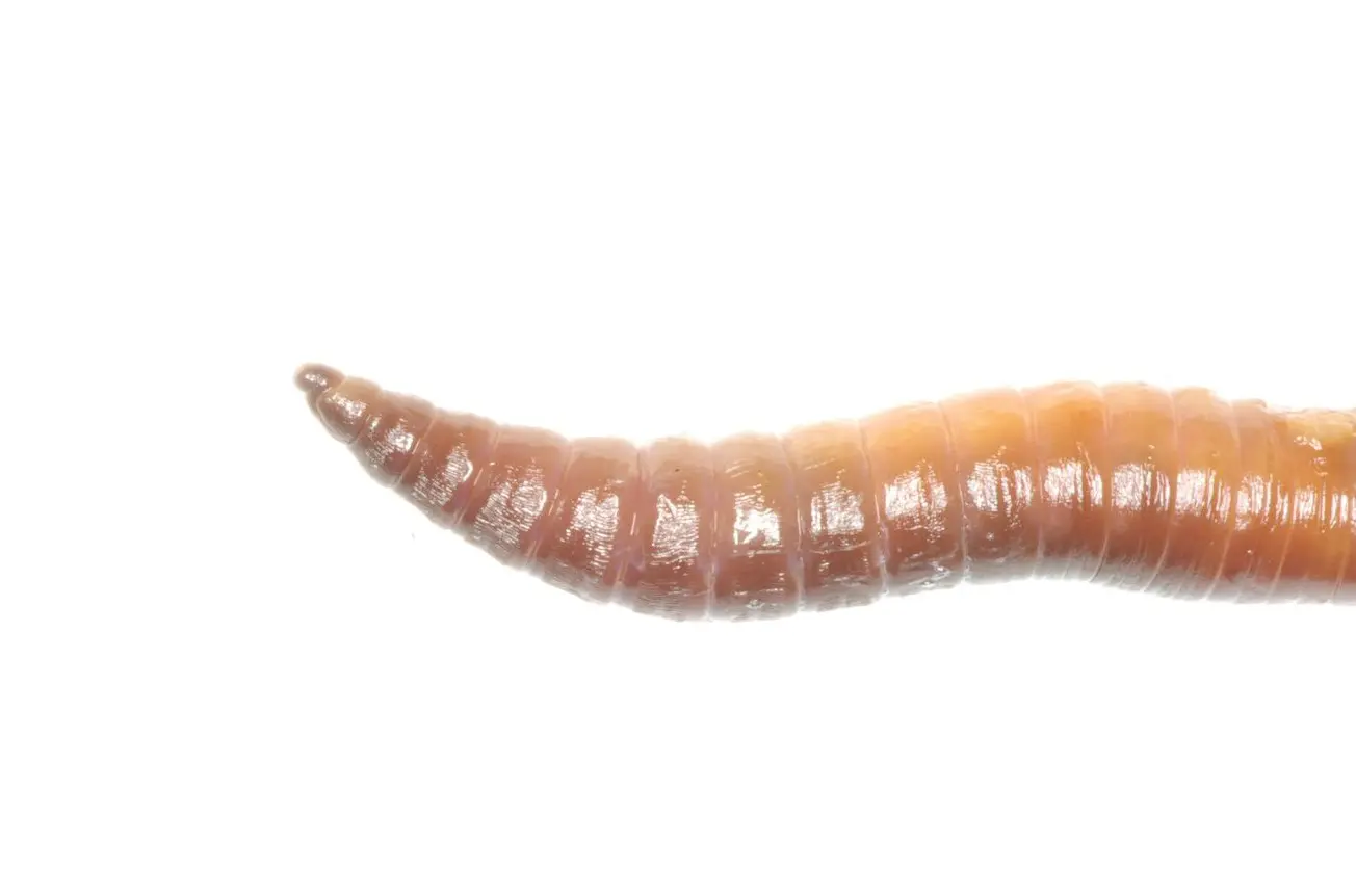 延长蚯蚓进口商的限期：为避免可能的挫折，请立即采取行动申请许可证