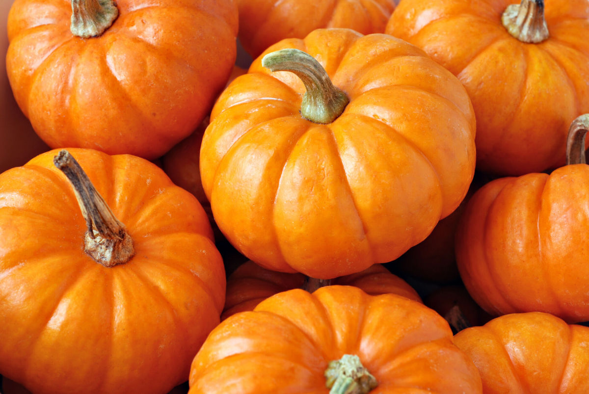 bigstock-Pumpkins-15025586.jpg