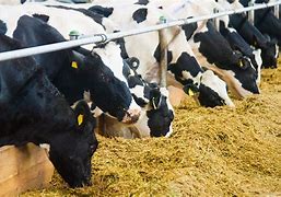 美国FDA发布了动物饲料新的行业指南