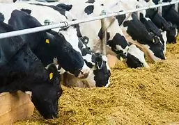 美国FDA发布了动物饲料新的行业指南