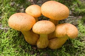 美国FDA把我国四家农产品企业列上自动扣留名单99-23