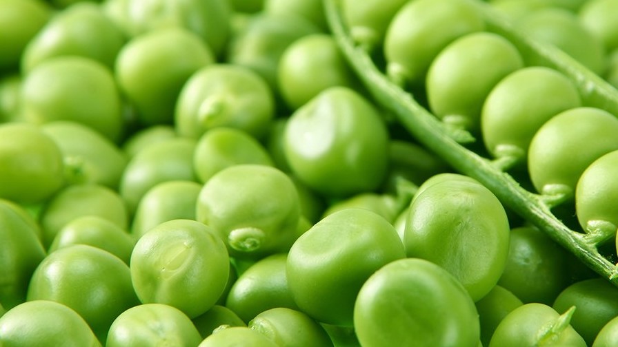 美企提议针对中国原产的豌豆蛋白实施反倾销税（AD）和反补贴税(CVD)