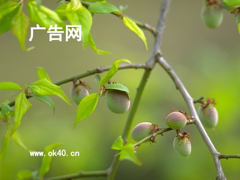 广告