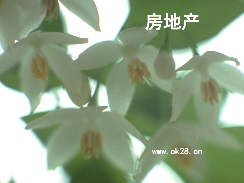 房地产