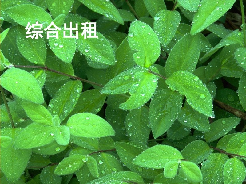 综合出租