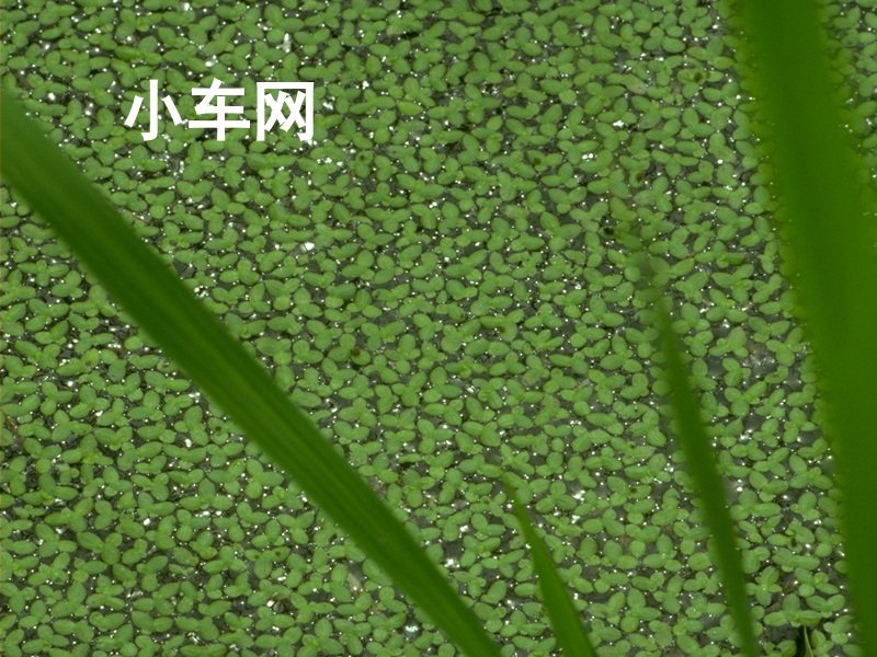 小车