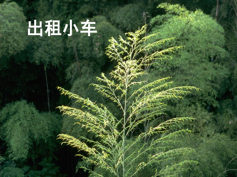 出租小车