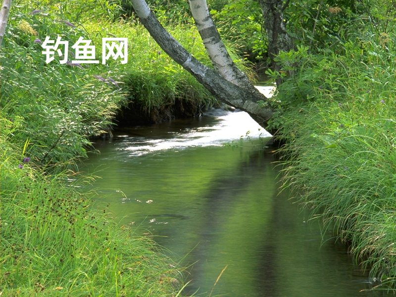 钓鱼