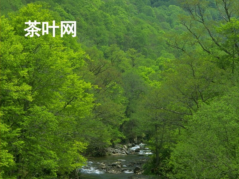 茶叶