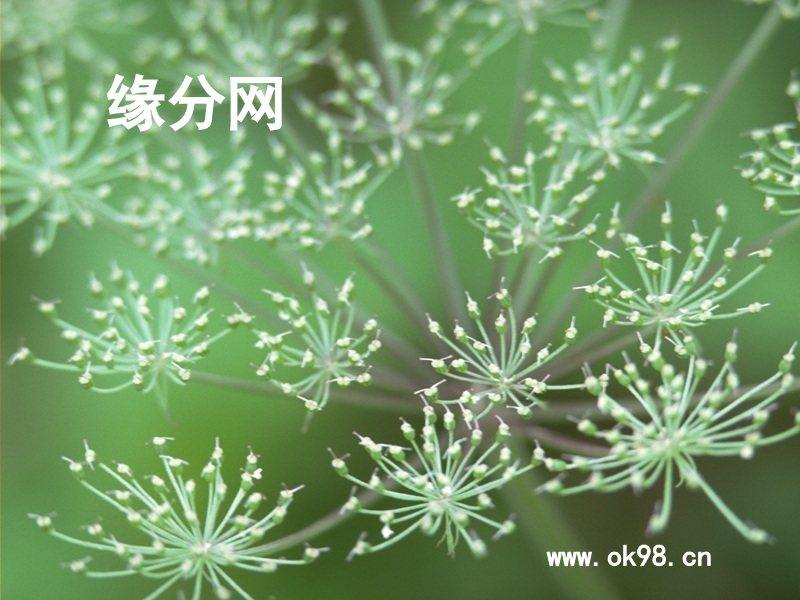 缘分