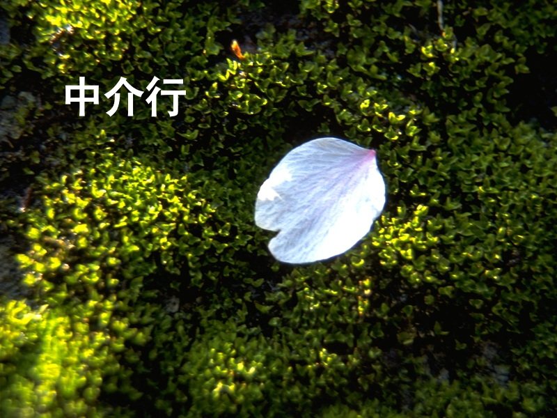 中介