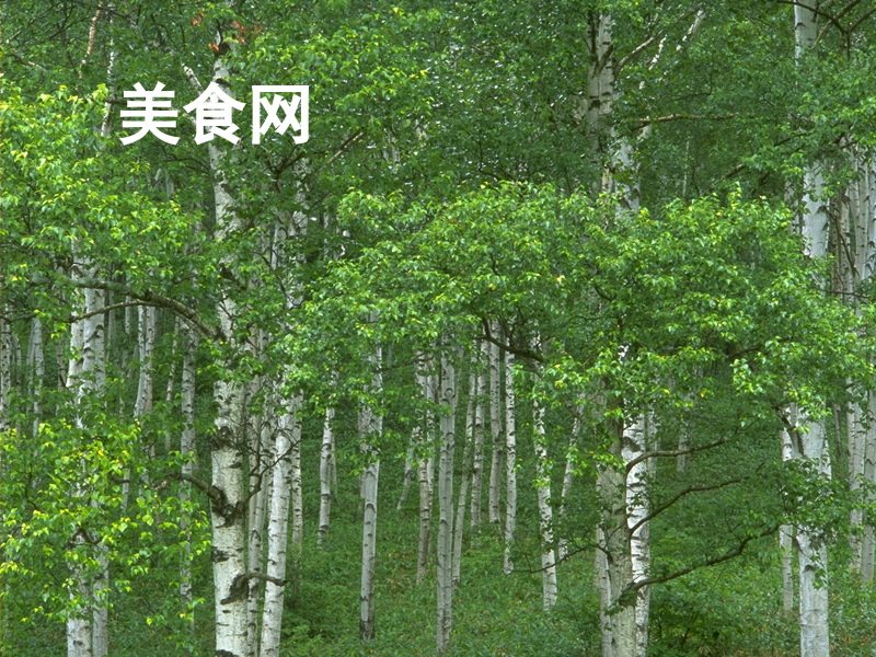 美食
