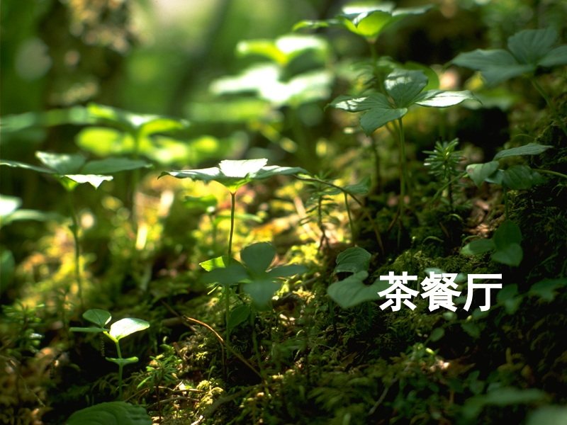 茶餐厅