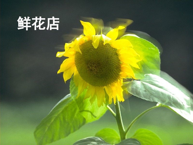 OK网