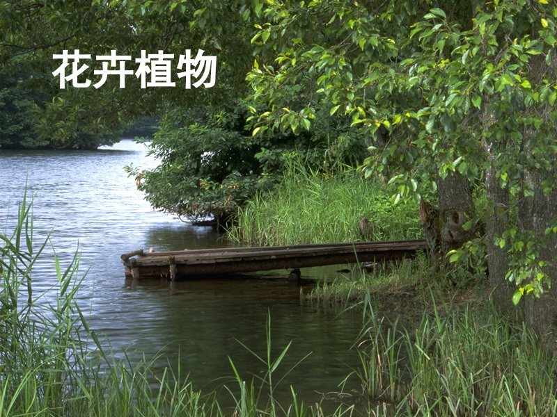 花卉植物