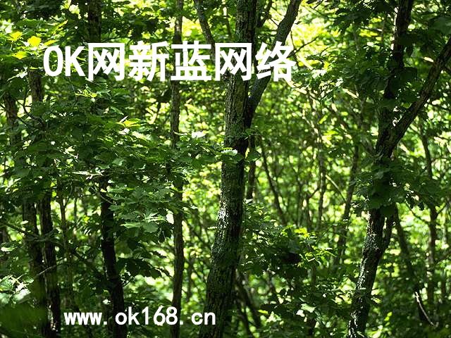 OK网