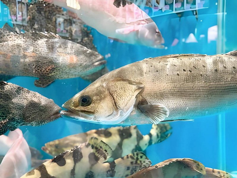 海鲜河鲜