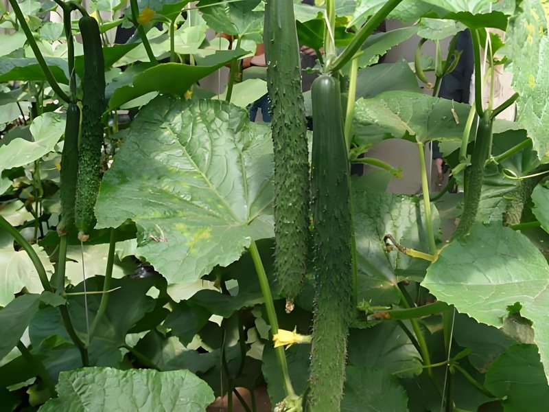 瓜果蔬菜