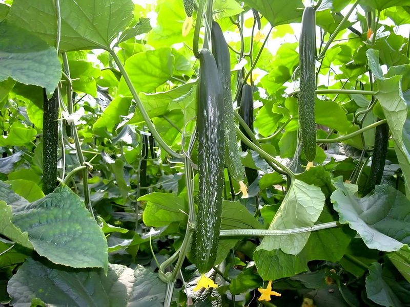 瓜果蔬菜