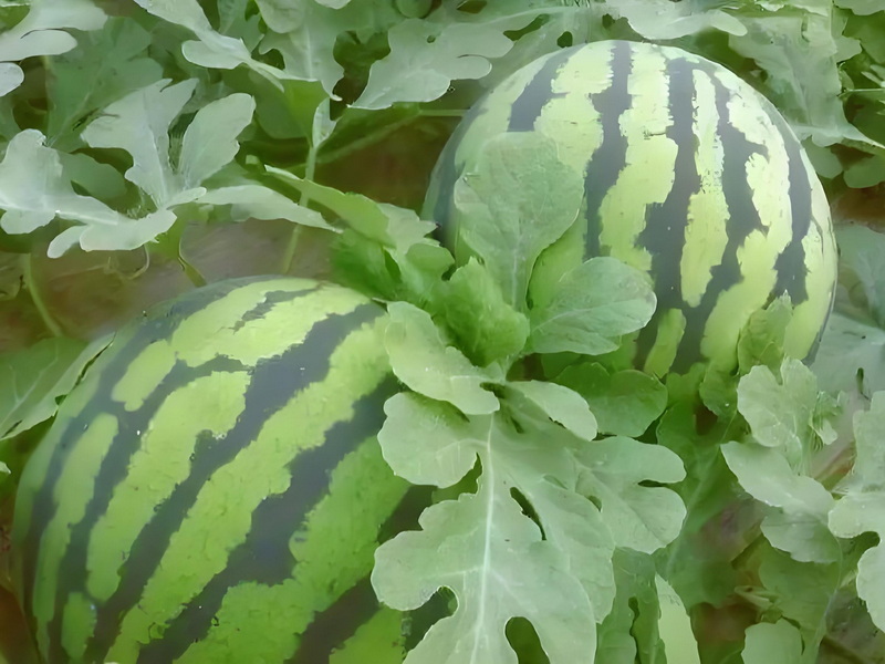 新鲜瓜果蔬菜