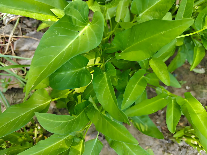 新鲜瓜果蔬菜