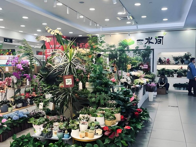 花卉植物