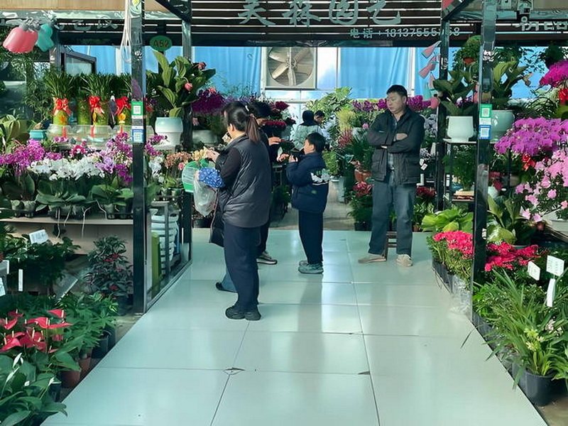 花卉植物