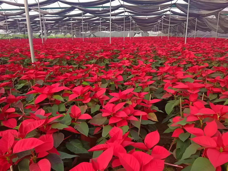 国宝花卉植物