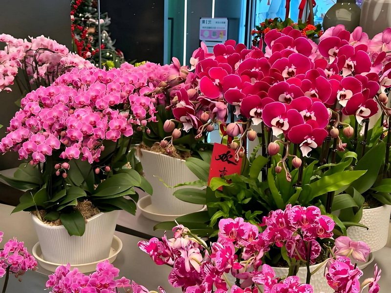 鲜花店铺
