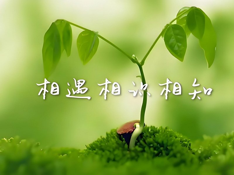 缘分情缘