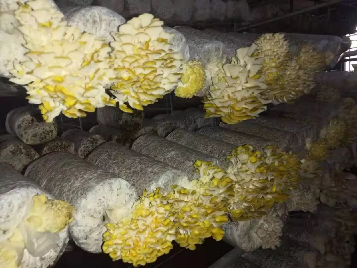 榆黄菇菌棒