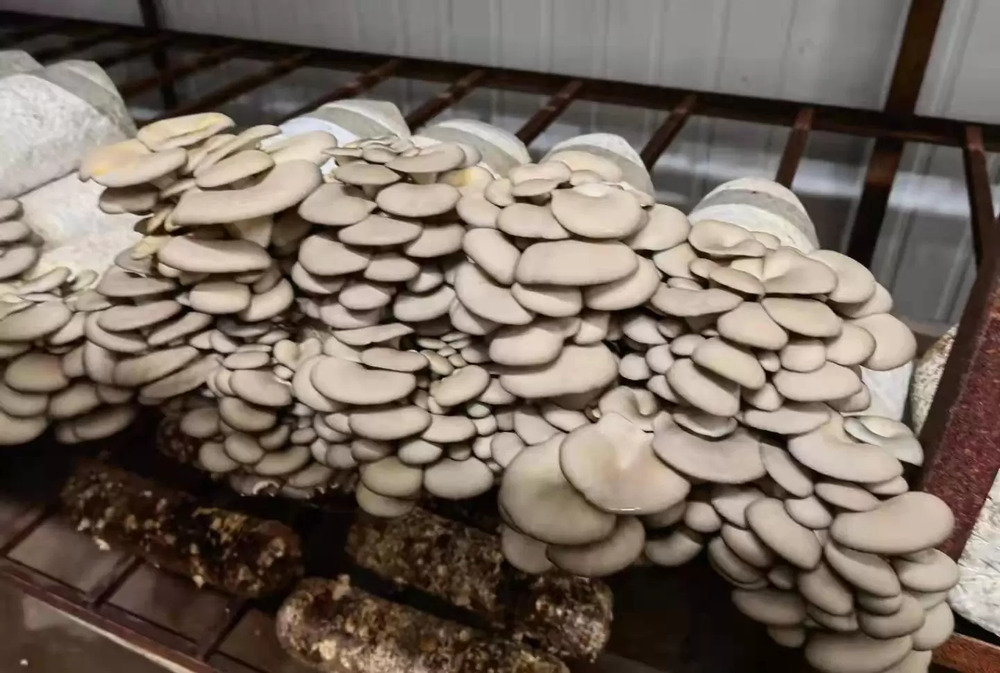 灰平菇菌棒