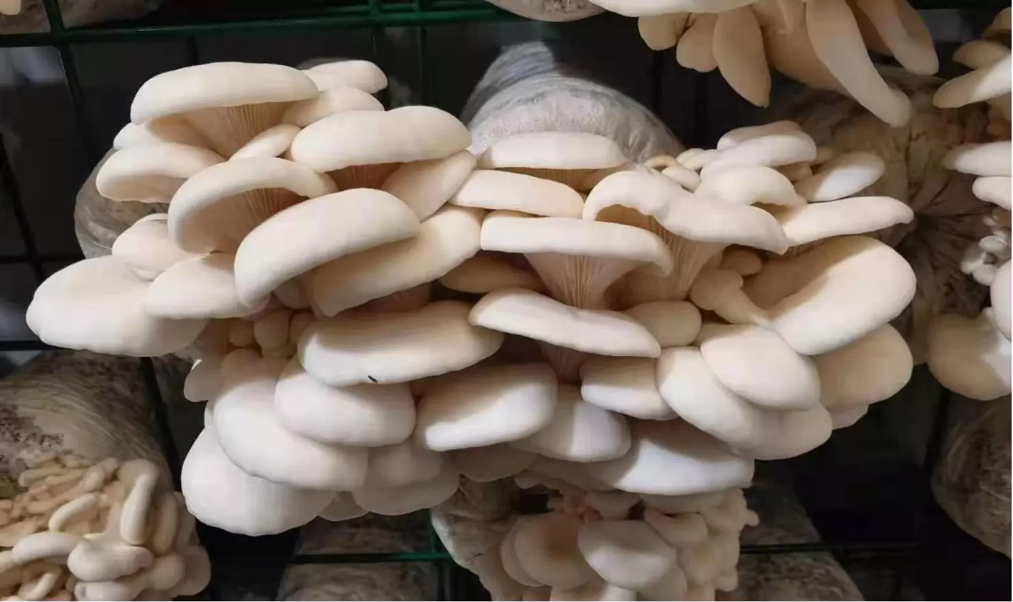 白平菇菌棒