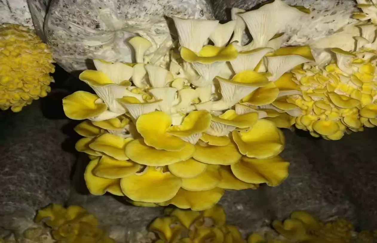 鲜榆黄菇