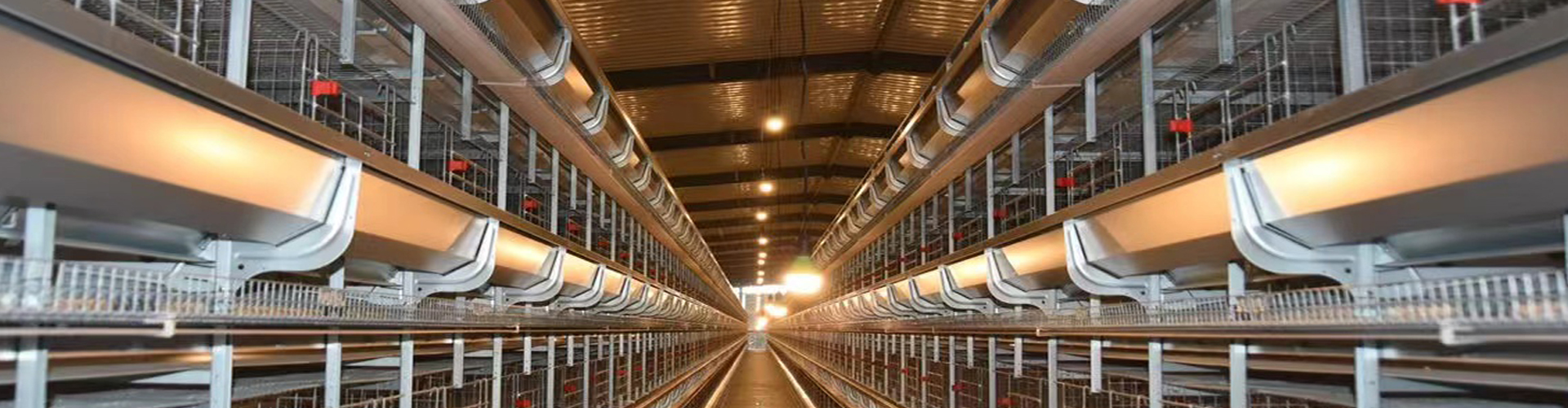 Manufacturers and suppliers of Steel Poultry House,Layer Rearing