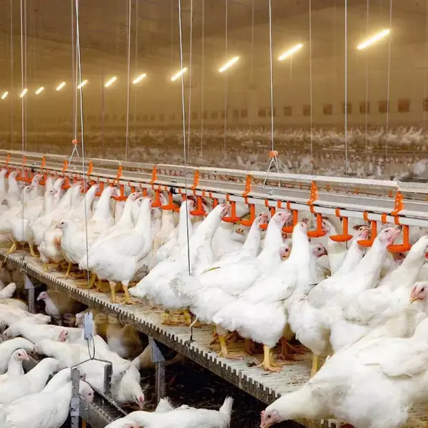 Taidda- Chicken Drinker, Pack Of 20 Waterer Hanging Cup Chicken Nipple