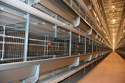 50000 Laying Hen Chicken Cages for Sale in Pakistan