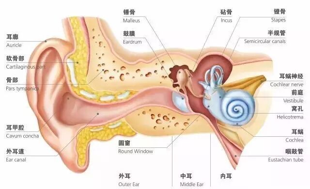 耳朵模型.jpg