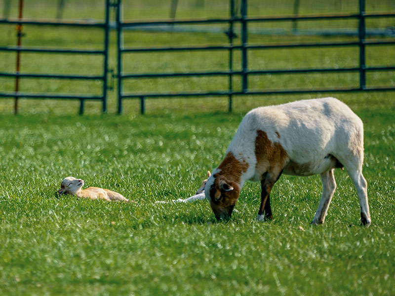 饲料级白炭黑如何选择？