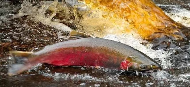 轮胎巨头因 6PPD 被起诉