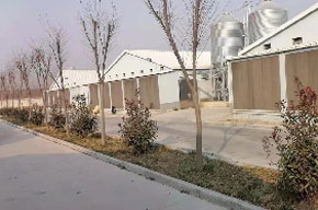 Птичий двор